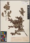 Foto von Salix aurita L.